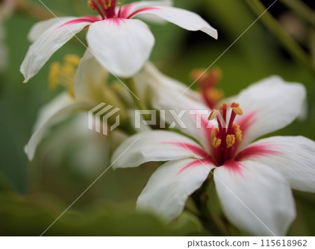 六月盛開的美麗油桐花 六月盛開的美麗油桐花 115618962