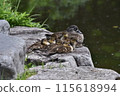 Mandarin duck family taking a break① 115618994