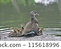 Mandarin duck family taking a break② 115618996