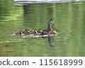 Mandarin ducks are leaving 115618999