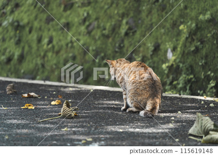 A cat finds something while walking A cat finds something while walking 115619148