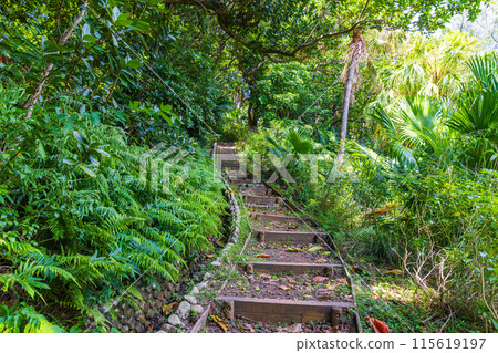 小笠原群島/父島中山峠健行 小笠原群島/父島中山峠健行 115619197