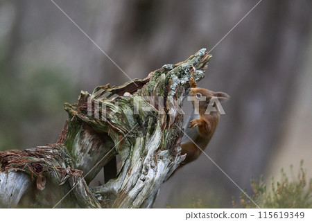 Red Squirrel Red Squirrel 115619349