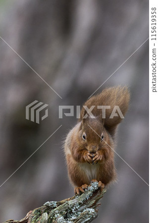 Red Squirrel 115619358