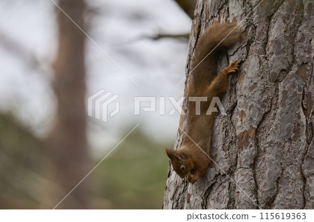 Red Squirrel 115619363