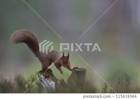 Red Squirrel 115619364