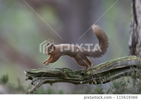 Red Squirrel Red Squirrel 115619366