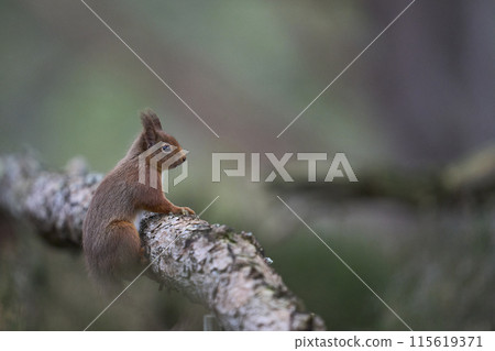 Red Squirrel Red Squirrel 115619371