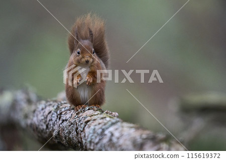 Red Squirrel Red Squirrel 115619372