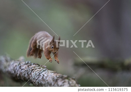 Red Squirrel 115619375