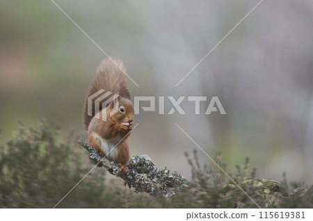 Red Squirrel 115619381