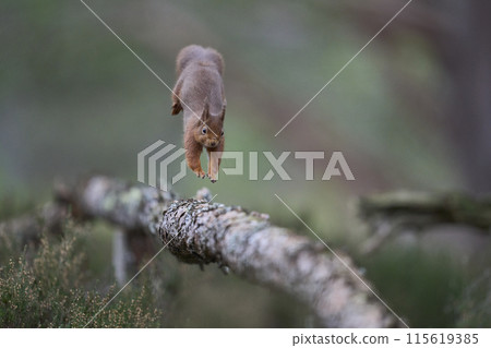 Red Squirrel Red Squirrel 115619385