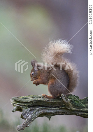 Red Squirrel Red Squirrel 115619392