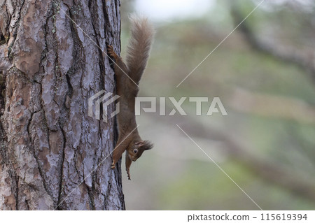 Red Squirrel Red Squirrel 115619394