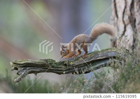 Red Squirrel Red Squirrel 115619395