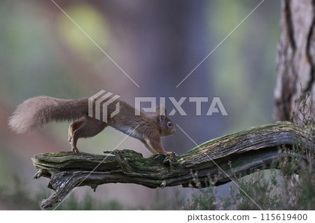 Red Squirrel 115619400