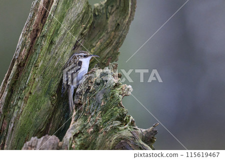 Treecreeper 115619467