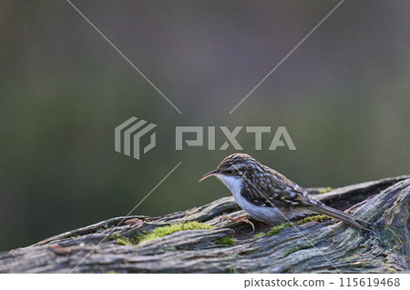 Treecreeper 115619468