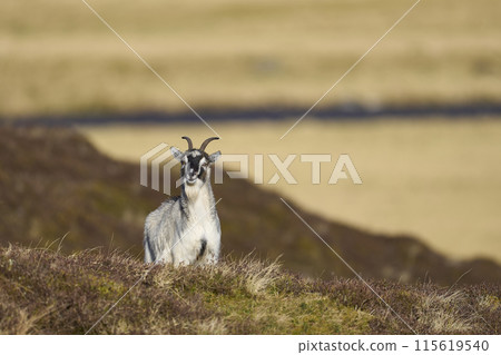 Wild goats 115619540