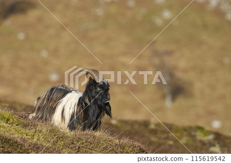 Wild goats 115619542