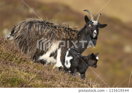 Wild goats 115619544