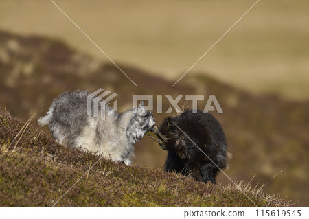 Wild goats 115619545