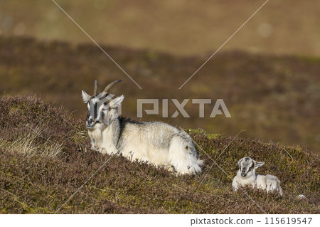 Wild goats Wild goats 115619547