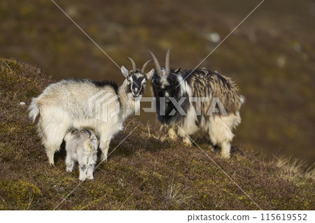 Wild goats Wild goats 115619552
