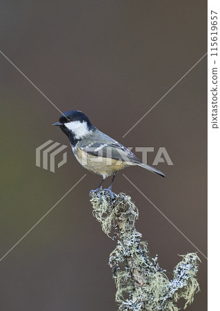 Coal Tit  115619657