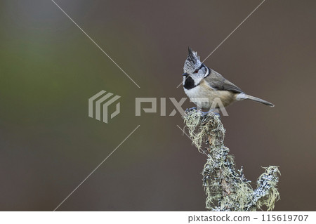 Crested Tit  115619707