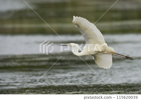 Great White Egret flying low Great White Egret flying low 115620039