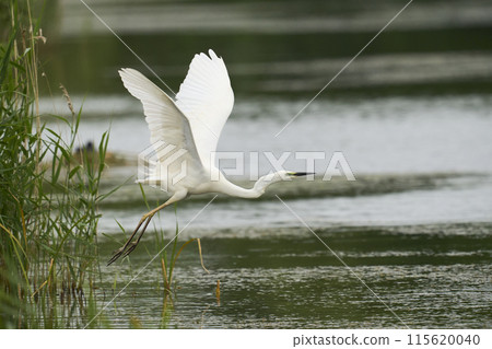 Great White Egret flying low 115620040