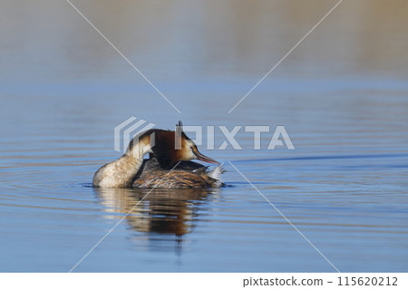 Great Crested Grebe preening Great Crested Grebe preening 115620212