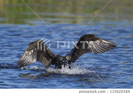 Cormorant landing 115620389