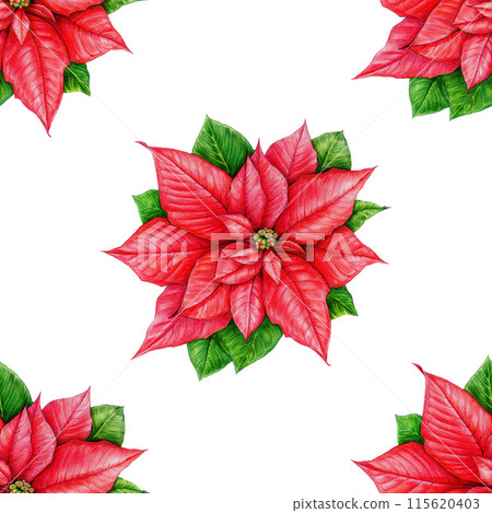 Winter season poinsettia seamless pattern. Watercolor vintage style illustration. Christmas time painted traditional decor from poinsettia flowers. Winter time festive pattern on white background 115620403