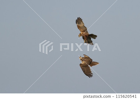 Marsh Harriers 115620541