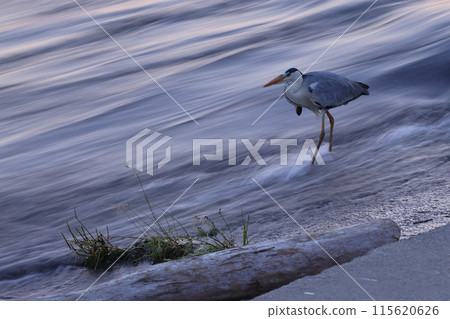 A Grey Heron feeding in a swollen river A Grey Heron feeding in a swollen river 115620626