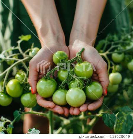 Two hands hold green tomatoes still attached, showcasing care connection nature farming agriculture Two hands hold green tomatoes still attached, showcasing care connection nature farming agriculture 115620649