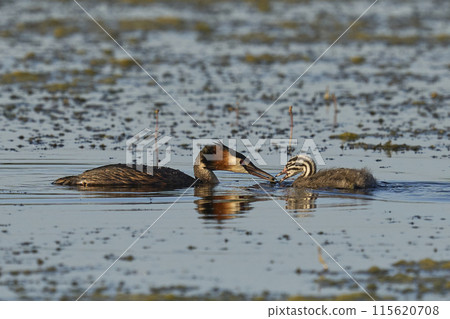 Great Crested Grebe feeding chick 115620708