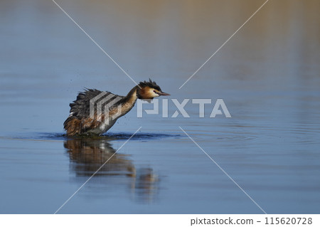 Great Crested Grebe 115620728
