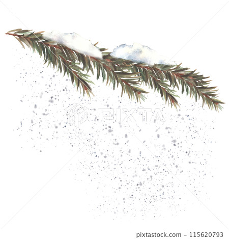 Winter snow covered spruce branch. It is snowing. Watercolor spruce, pine or cedar trees evergreen snowy twig. Christmas hand drawn illustration for greeting, invitation card on isolated background 115620793