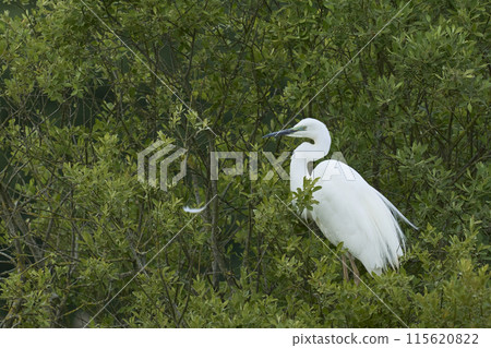 Great White Egret preening 115620822