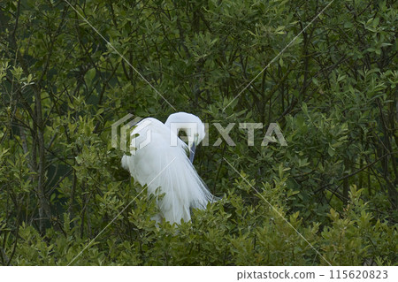 Great White Egret preening Great White Egret preening 115620823