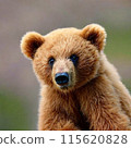 熊盯著我看 115620828
