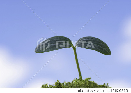 New plant sprouts under the clear blue sky New plant sprouts under the clear blue sky 115620863