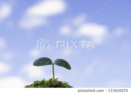 蔚藍的天空下，植物的新芽正在發芽 115620870