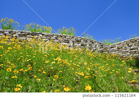 Golden laurels bloom on the Achasan mountain trail [Seoul/Guri City] 115621164