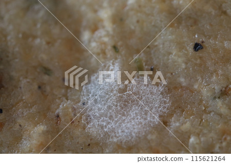 White mold, mold texture in macro, spoiled food 115621264