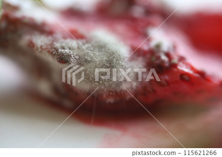 White mold, mold texture in macro, spoiled food 115621266