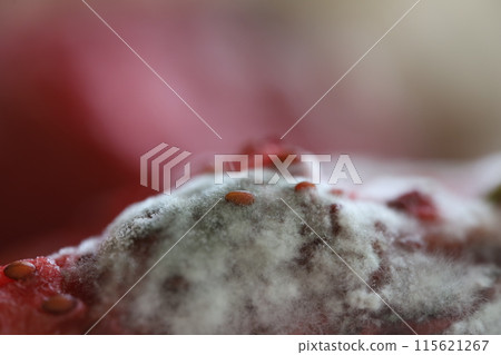 White mold, mold texture in macro, spoiled food White mold, mold texture in macro, spoiled food 115621267
